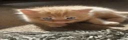 Ragdoll cats for sale: Exceptional Ragcoon x British Longhair – Premium - Advert 1