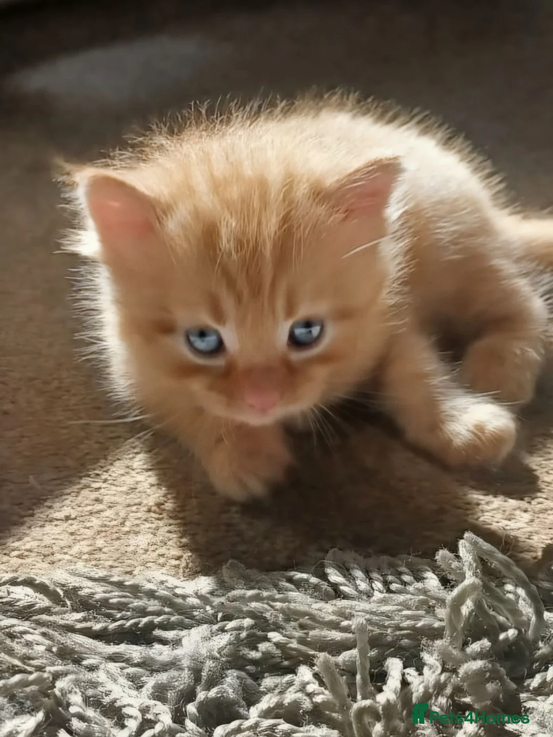 Ragdoll cats for sale: Exceptional Ragcoon x British Longhair – Premium - Advert 1