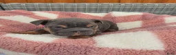 English Bulldog dogs for sale: 4 beautiful English bulldog puppies  - Advert 4