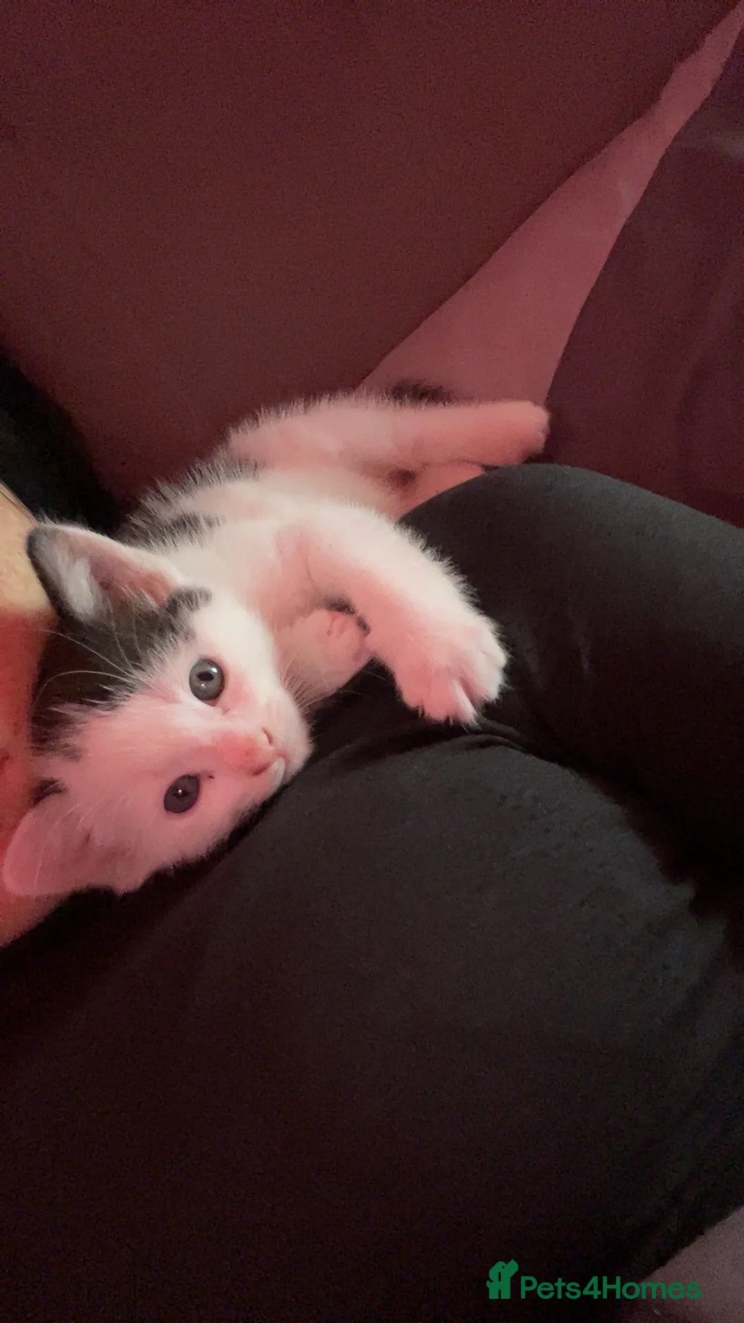 Gallery Image {{count}}