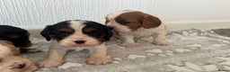 Cavalier King Charles Spaniel dogs for sale: Cavalier King Charles puppy’s  - Advert 7