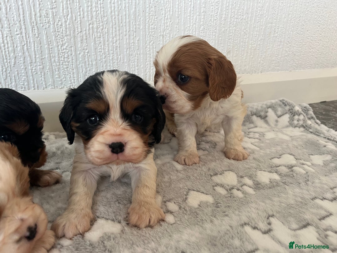 Cavalier King Charles Spaniel dogs for sale: Cavalier King Charles puppy’s  - Advert 7