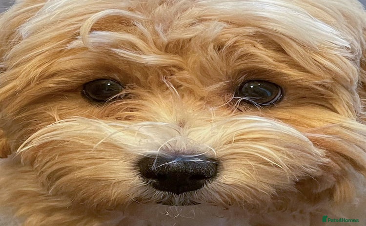 Maltipoo dogs - Advert 5