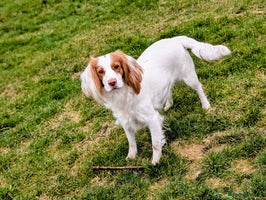 Cocker Spaniel dogs Working cocker puppies for sale - Advert 2