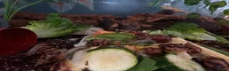 Snails invertebrates for sale: Giant African land snails  - Advert 4