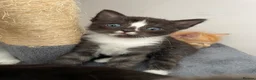 Ragdoll cats for sale: Beautiful cross Ragdoll kittens - Advert 11