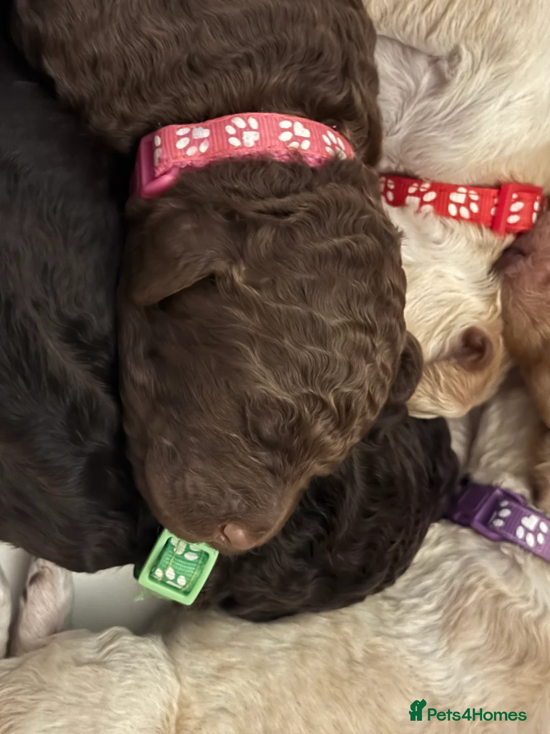 Labradoodle dogs for stud: Chocolate Standard Labradoodle Multigenerational  in Matlock - Advert 36