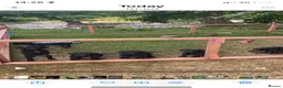 Labrador Retriever dogs for sale: DRAKESHEAD LABRADOR RETRIEVER in Llangollen - Advert 8