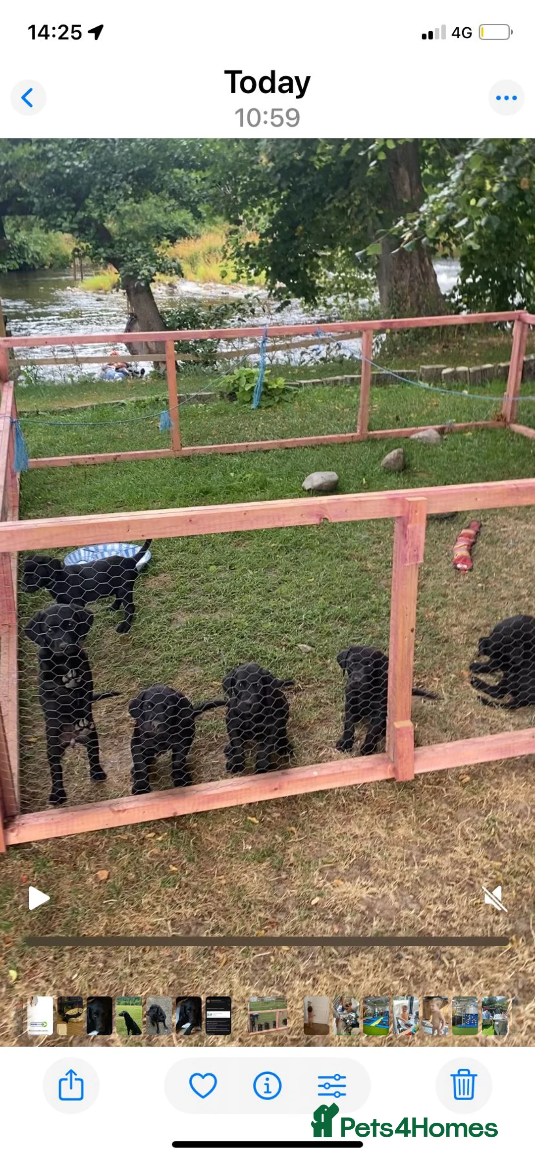 Labrador Retriever dogs for sale: DRAKESHEAD LABRADOR RETRIEVER in Llangollen - Advert 8