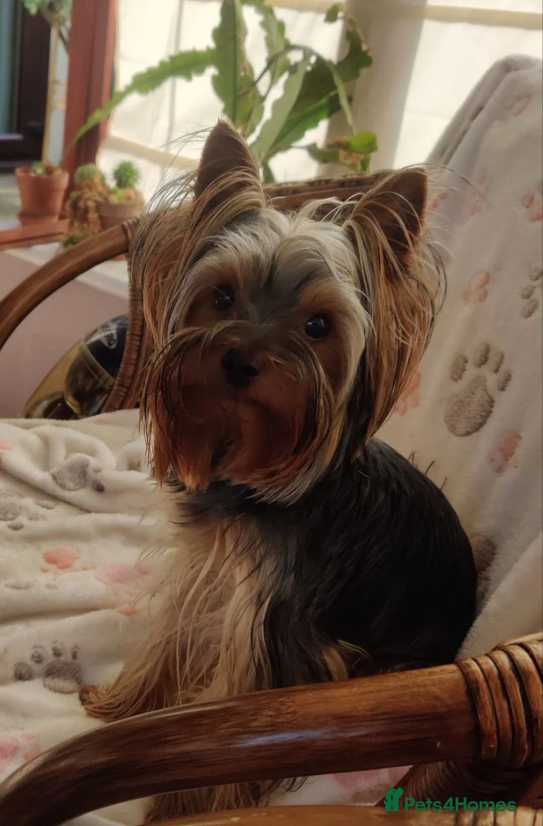 Yorkshire Terrier dogs for sale: KC reg, 17 Champions Bloodline - Advert 11