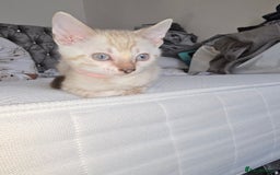 Bengal cats for sale: BLUE EYE SNOW BENGAL LYNC TICA ACTIVE - Image 7