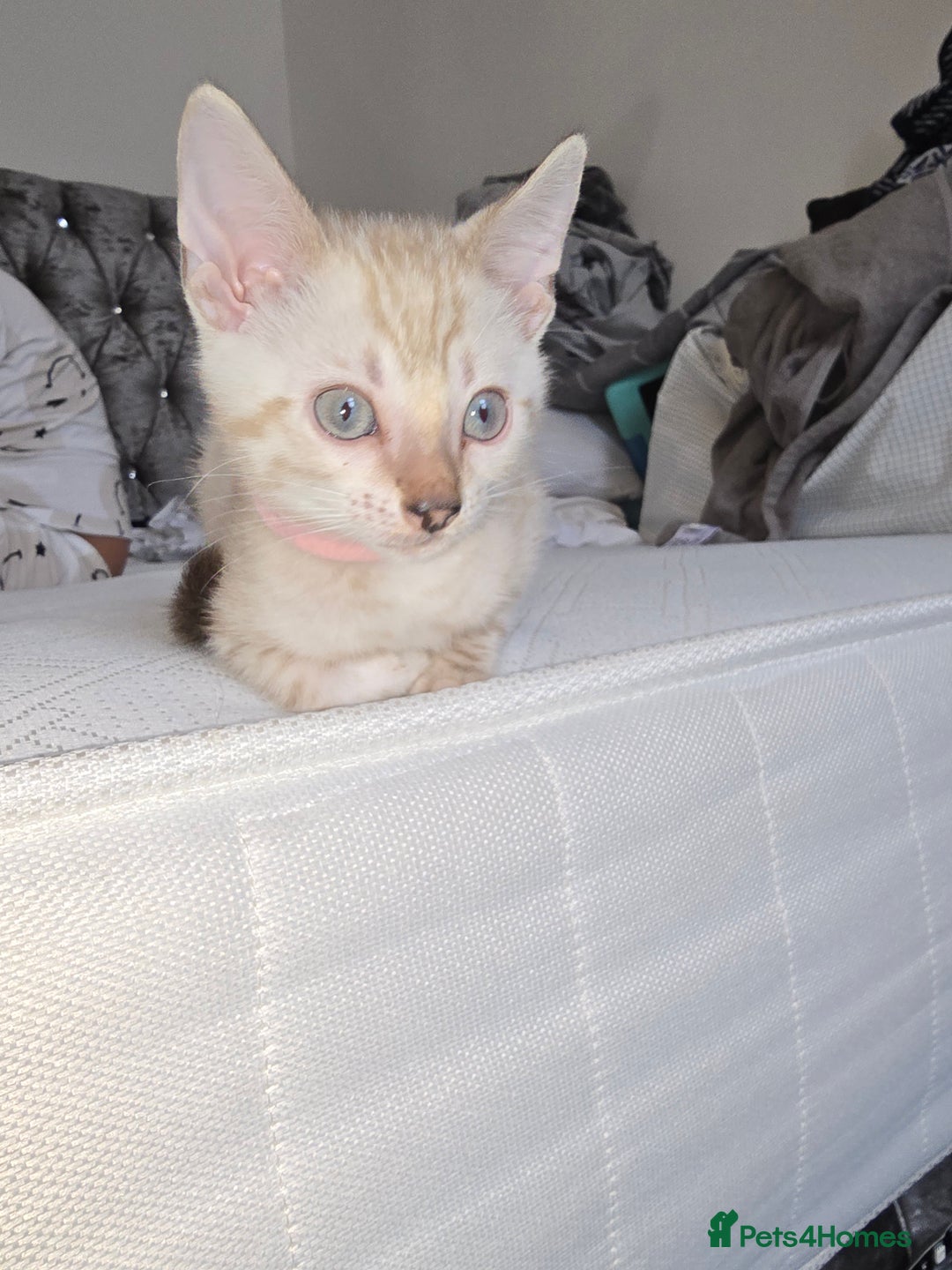 Bengal cats for sale: BLUE EYE SNOW BENGAL LYNC TICA ACTIVE - Image 7