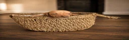 Hungarian Vizsla dogs for sale: Beautiful Hungarian Vizsla Puppies in Bewdley - Advert 6