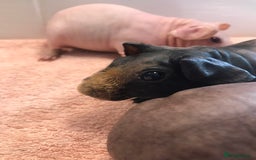 Guinea Pig rodents for sale: Super Skinny Pig Boars - Image 7