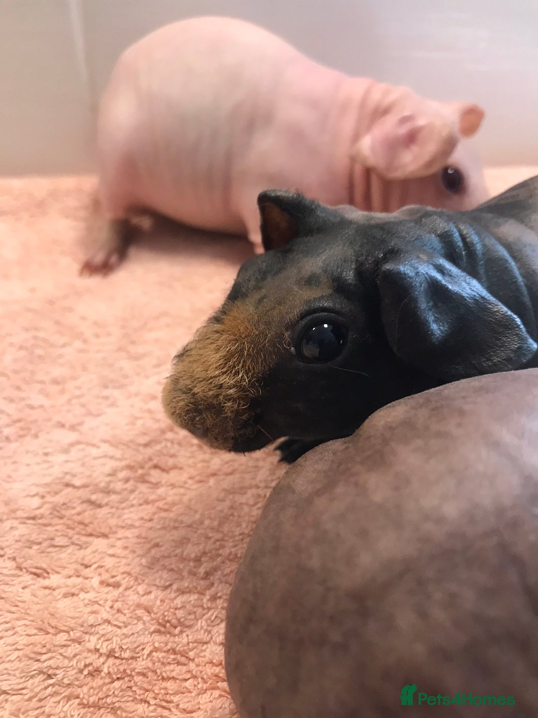 Guinea Pig rodents for sale: Super Skinny Pig Boars - Image 7