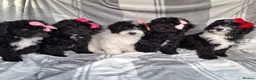 Sproodle dogs for sale: Adoreable f1b miniature sproodle puppies. - Advert 3