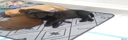 Labrador Retriever dogs for sale: Labrador puppies - Advert 13