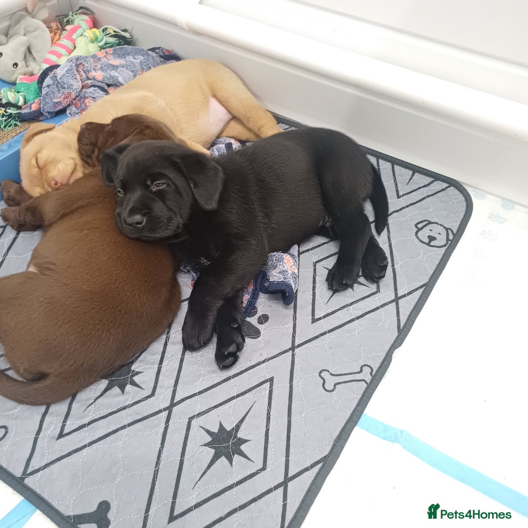 Labrador Retriever dogs for sale: Labrador puppies - Advert 13