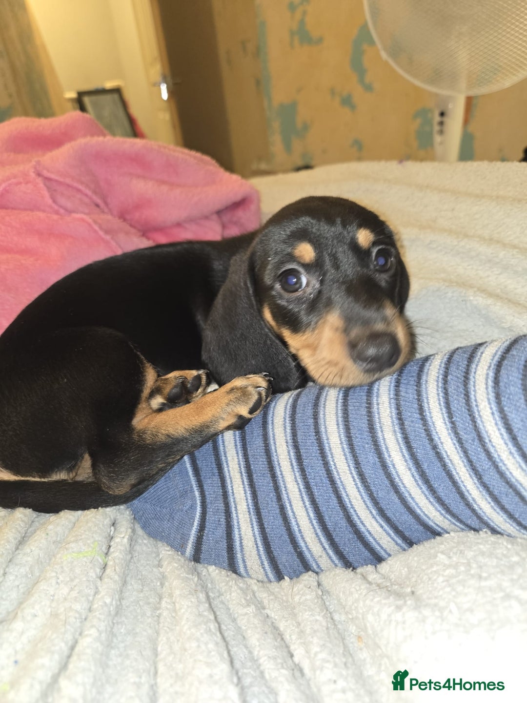 Miniature Dachshund dogs for sale: Miniature dacshund pups for sale - Image 24