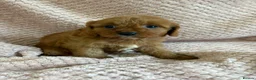 Cavapoo dogs for sale: F1 Cavapoo babies  - Advert 12