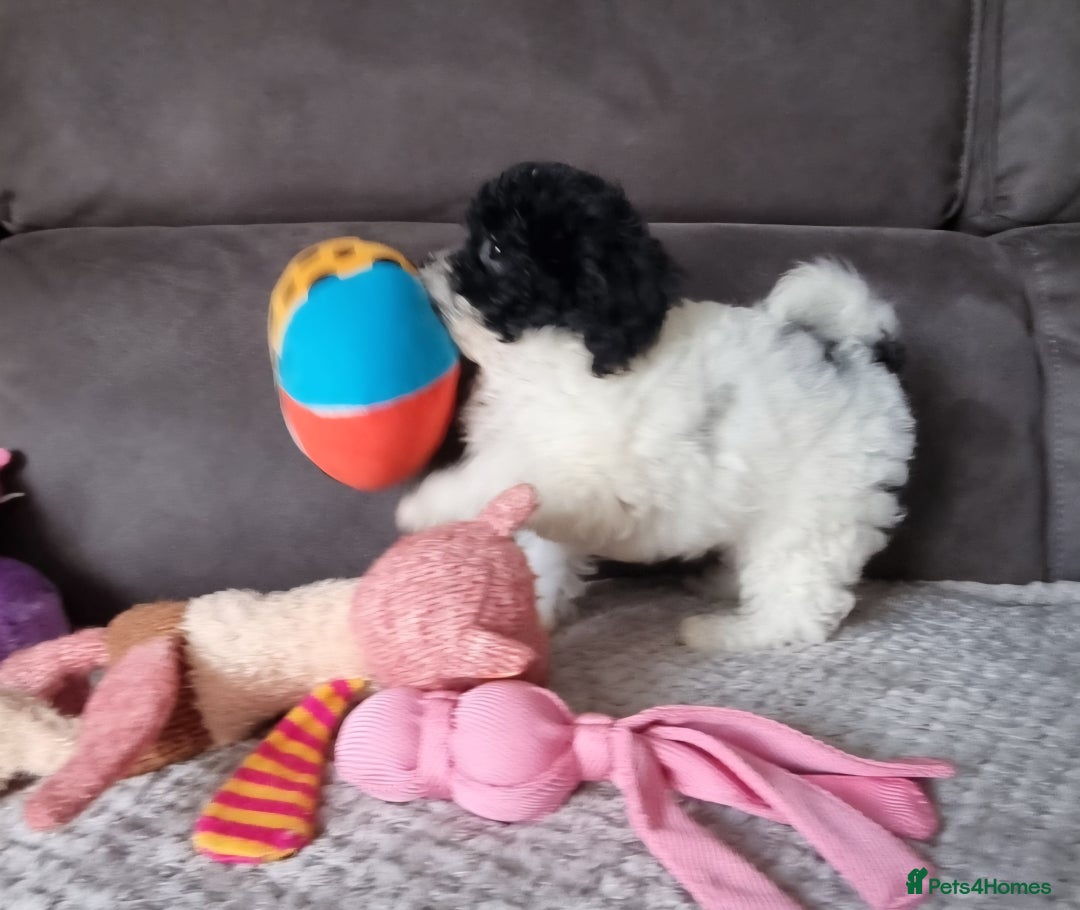 Cockapoo dogs for sale: Fully Vaccinated Best Friend Sofa Companions 🥰   - Image 9