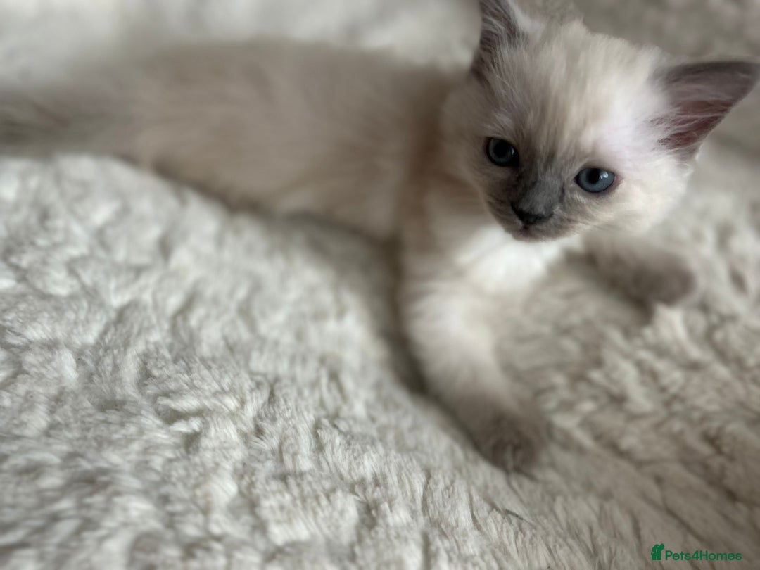 Ragdoll cats for sale: 5 Pure Ragdoll kittens - All Females -Pickup Ready - Image 17