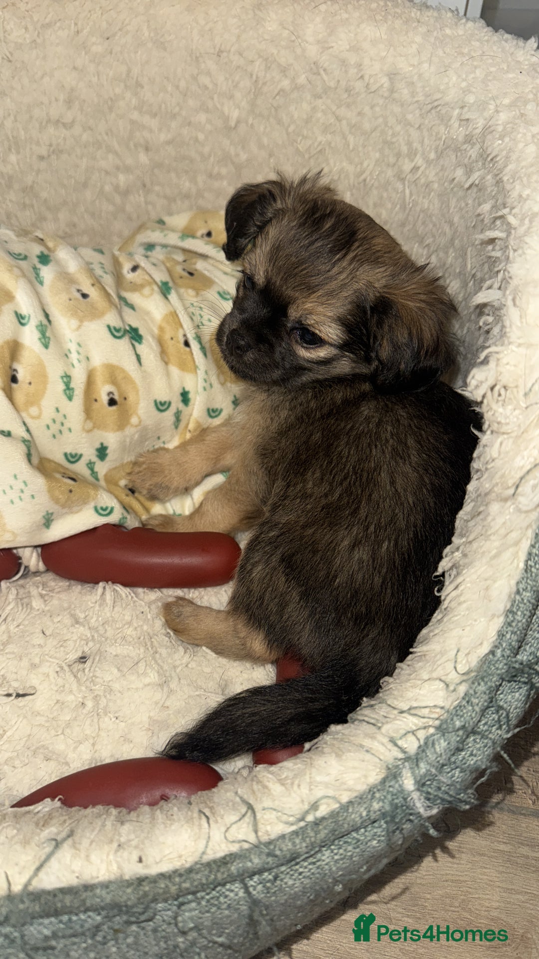 Chihuahua dogs for sale: Long haired chihuahua  - Image 1