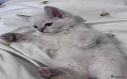 Ragdoll cats for sale:  Last two pure Ragdolls ready now reduced price - Image 15