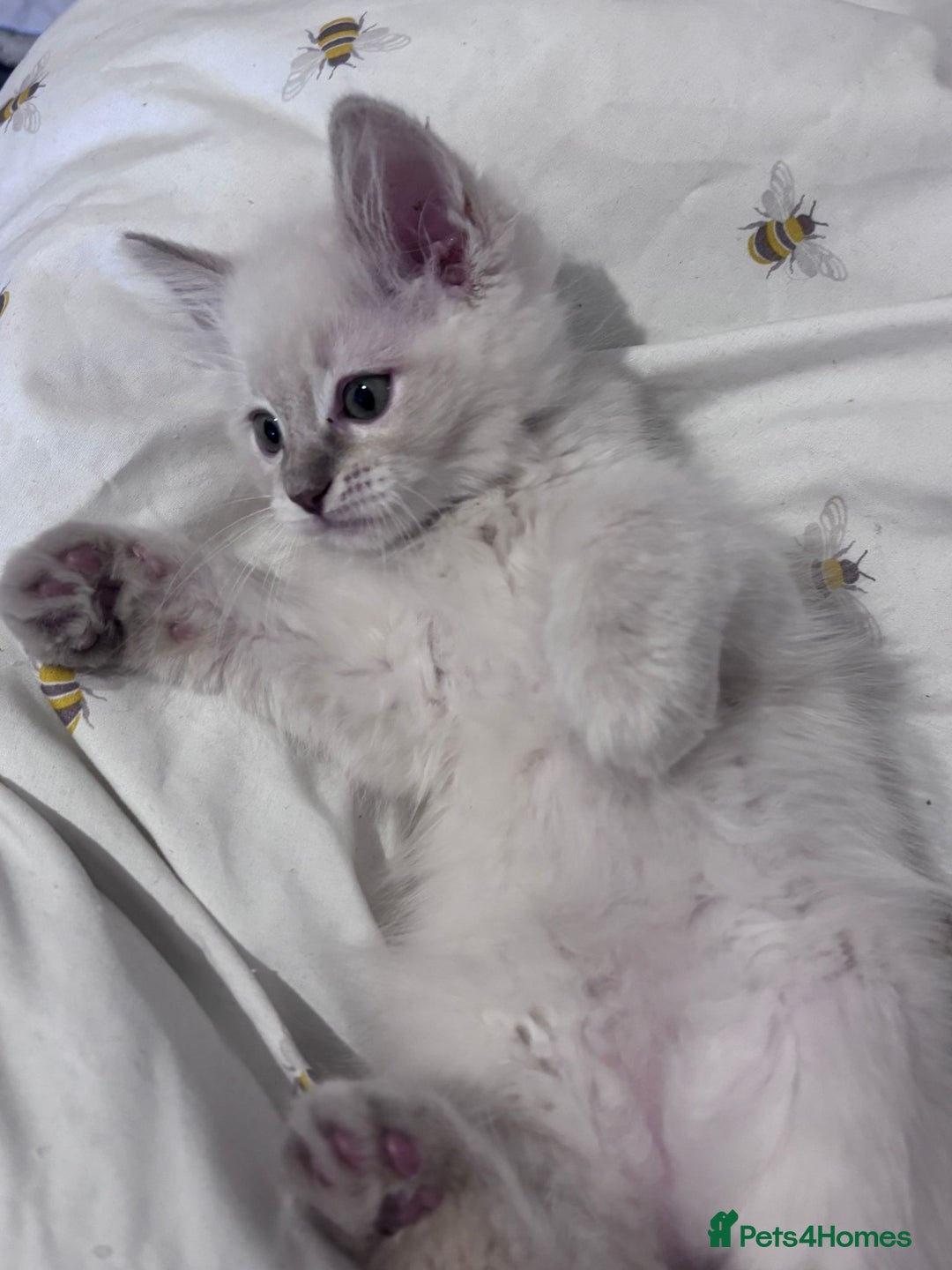 Ragdoll cats for sale:  Last two pure Ragdolls ready now reduced price - Image 15