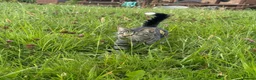 British Shorthair cats for sale: Cat called Luna looking for a loving home - Advert 4