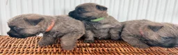 Cairn Terrier dogs for sale: Stunning KC reg cairn terrier pups  - Advert 7