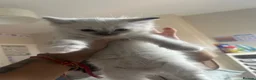 Ragdoll cats for sale: Blue and tortie mixed ragdoll litter  - Advert 7