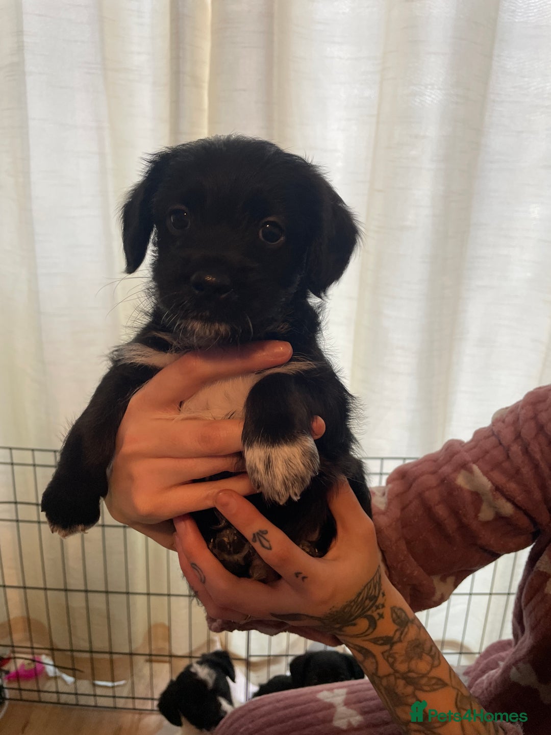 Mixed Breed dogs for sale: Gorgeous cockapoo cross puppies  - Advert 8