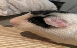 Guinea Pig rodents for sale: 3 boars for sale - Image 9