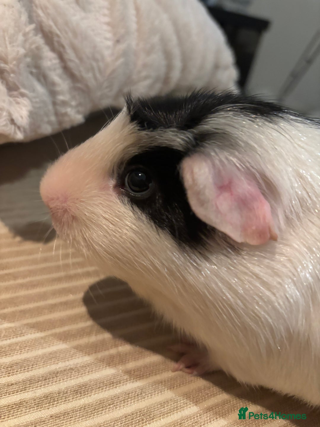 Guinea Pig rodents for sale: 3 boars for sale - Image 9
