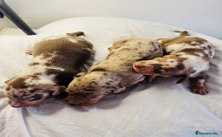 Miniature Dachshund dogs 6 Miniature Dachshund babies - Advert 15