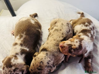 Miniature Dachshund dogs 6 Miniature Dachshund babies - Advert 5