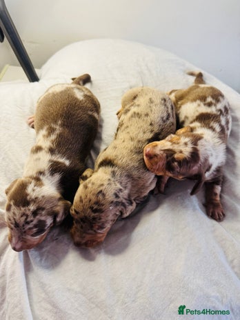 Miniature Dachshund dogs 6 Miniature Dachshund babies - Advert 15