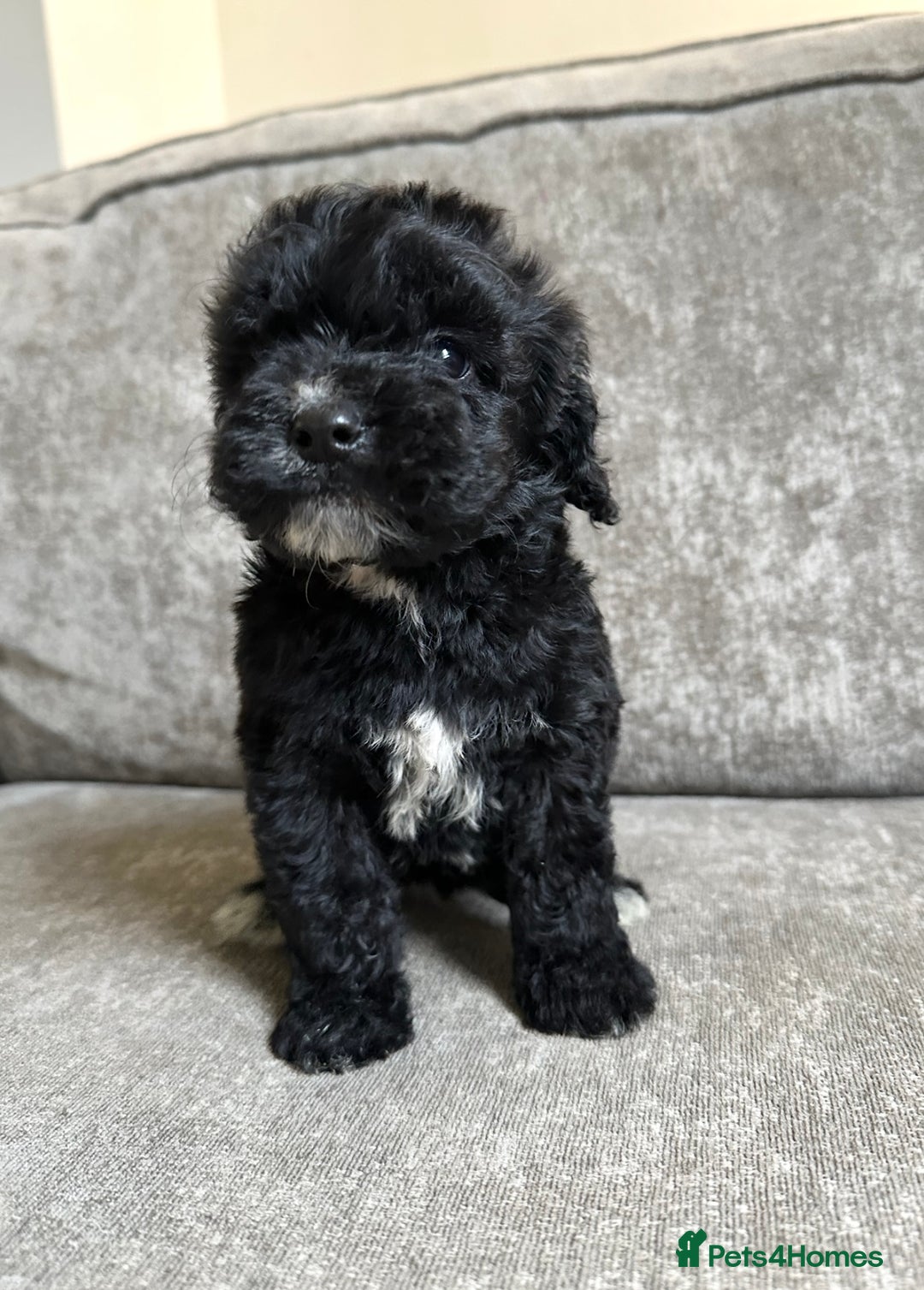 Cockapoo dogs for sale: Cockapoos looking for forever homes - Advert 16