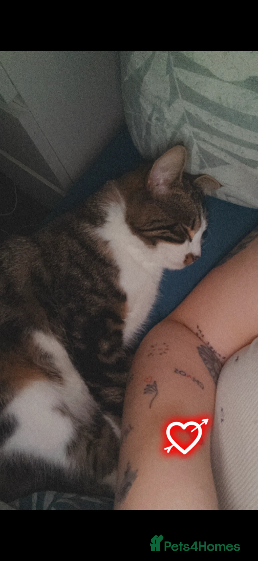 Mixed Breed cats for sale: CAT IS FREE  - Advert 3