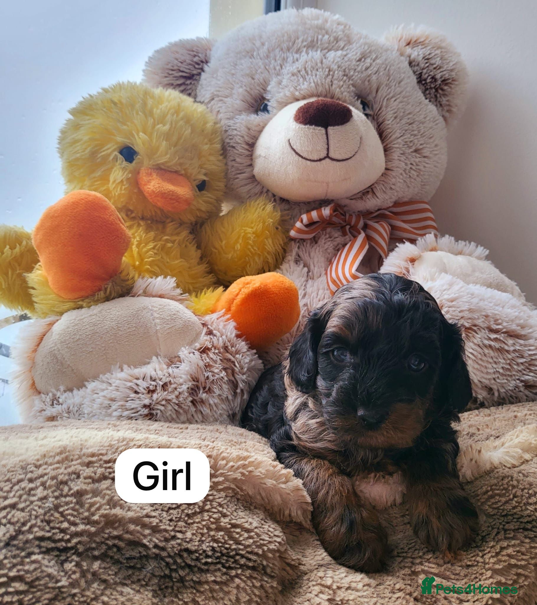 Cavapoo dogs Cavapoo puppies  - Advert 1