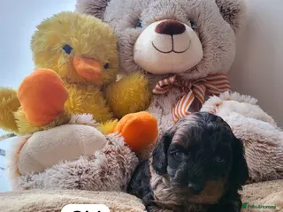 Cavapoo dogs Cavapoo puppies - Advert 1