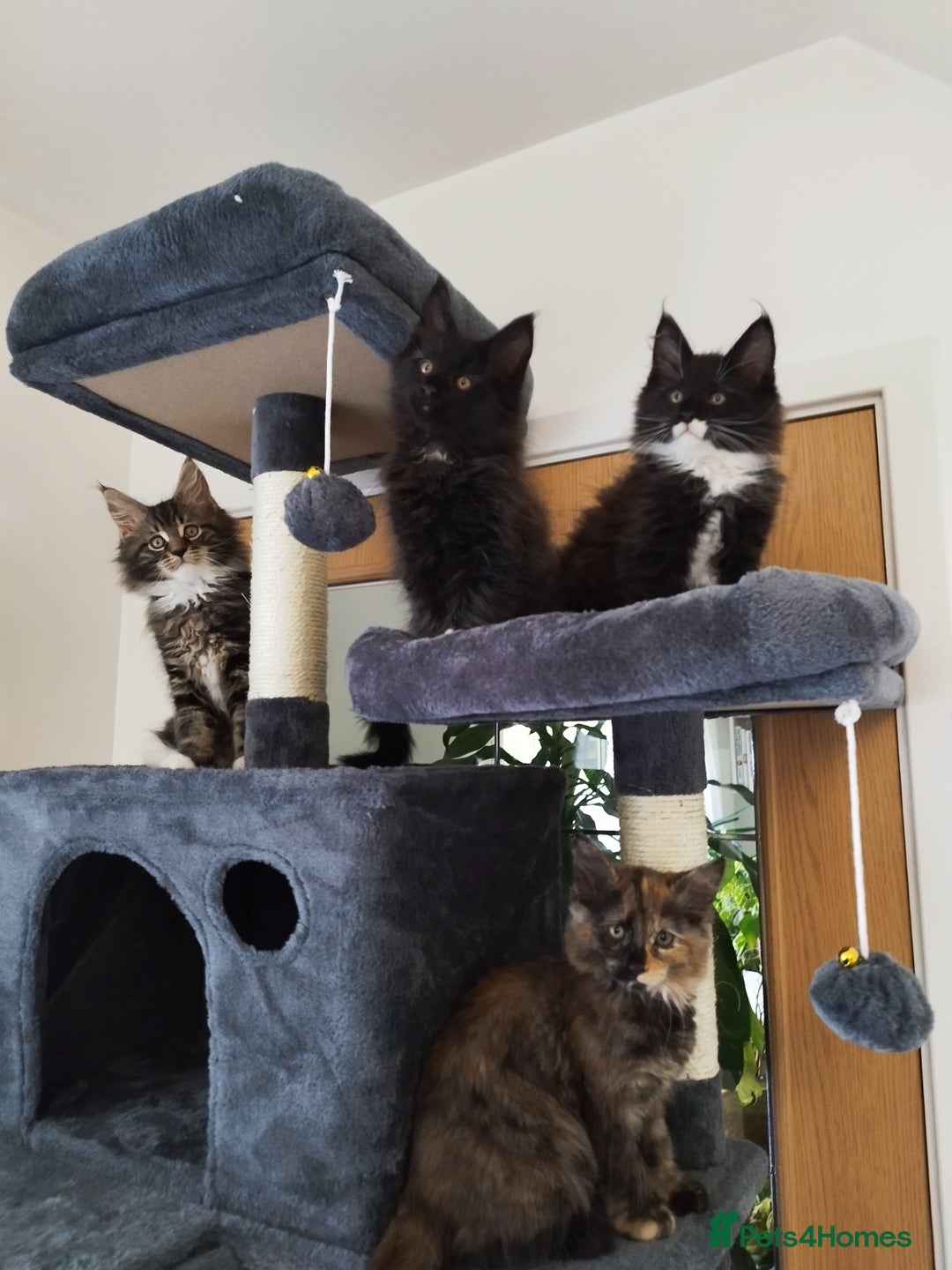 Maine Coon cats for sale: Maine Coon Kittens - Fluffy Chaos Incoming - Image 6