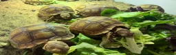 Tortoise reptiles for sale: Baby sulcarta Tortioes  - Advert 2