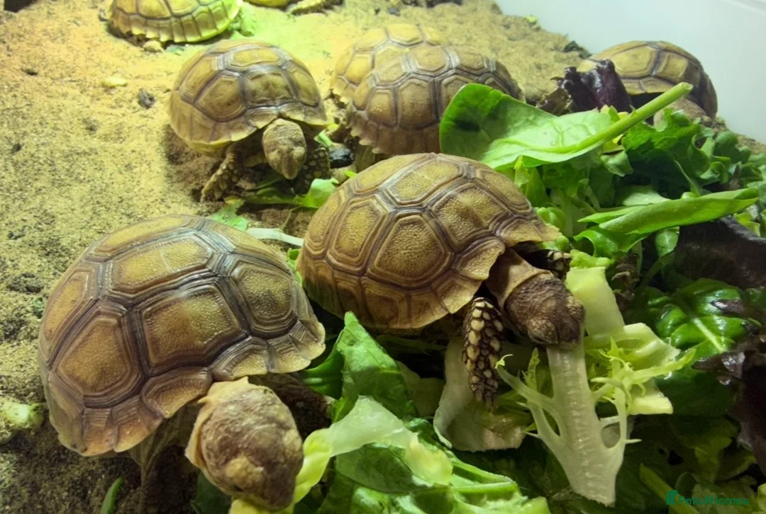 Tortoise reptiles for sale: Baby sulcarta Tortioes  - Advert 2