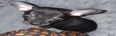 Pomchi 7
