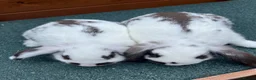Mixed Breed rabbits for sale: Mini lop cross English spot baby bunnies  - Advert 5