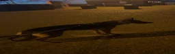 German Shepherd dogs for sale: German shepherd  - Advert 9