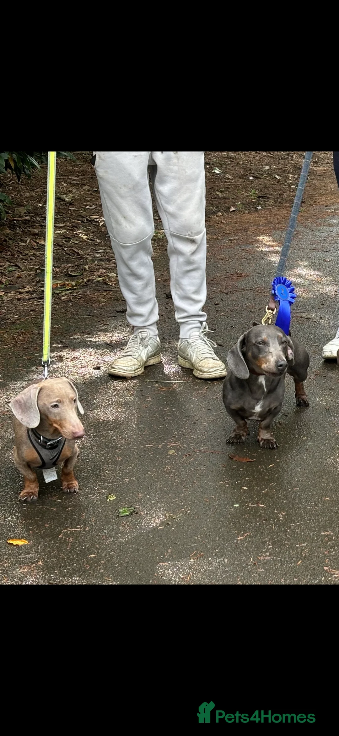 Dachshund dogs for stud: Blue Dachhund Proven Stud & Isabella cream stud, in Swansea - Advert 19