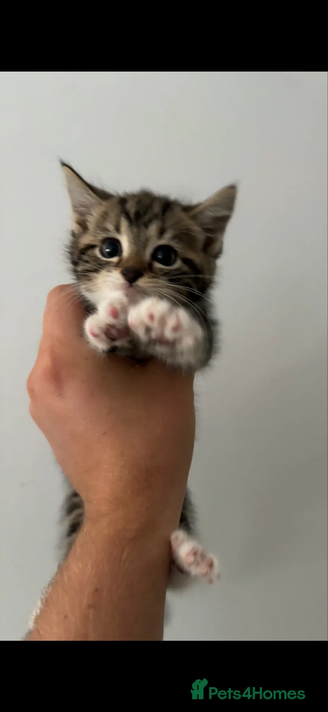 Mixed Breed cats for sale: 3 kittens in St. Neots - Advert 1